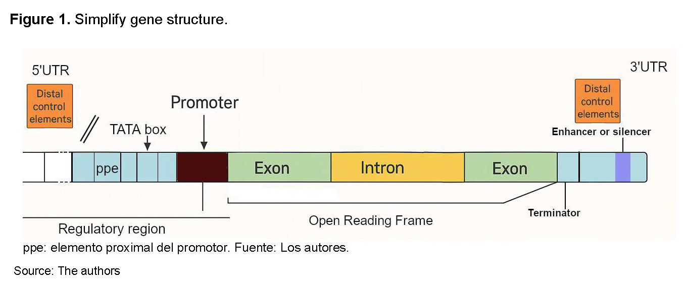 gene structure